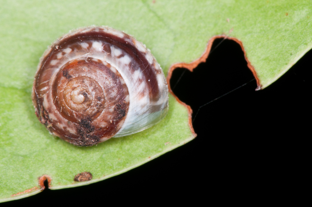 Helicina fasciata