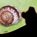 Helicina fasciata - Photo (c) Marc AuMarc, algunos derechos reservados (CC BY-NC-ND)