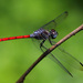 Lathrecista asiatica - Photo (c) Erland Refling Nielsen,  זכויות יוצרים חלקיות (CC BY-NC)