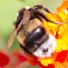 Bombus terrestris lusitanicus