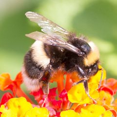 Bombus terrestris lusitanicus