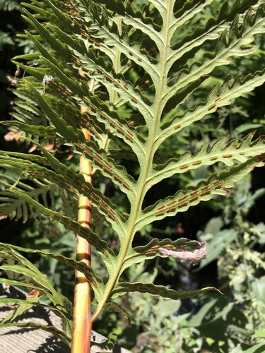 iNaturalist observation photo of giant chain fern