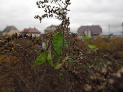 Vicia villosa villosa