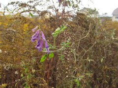 Vicia villosa villosa