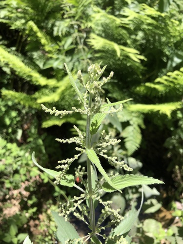 iNaturalist observation photo of nettles
