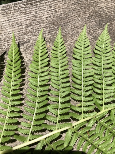 iNaturalist observation photo of Common Lady Fern
