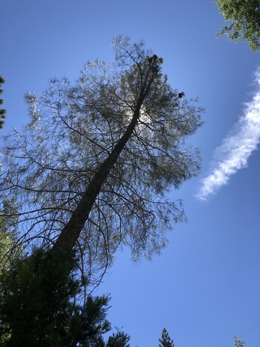 iNaturalist observation photo of pines
