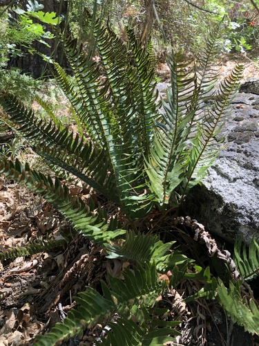 iNaturalist observation photo of Narrowleaf sword fern