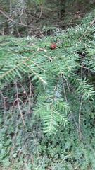 Tsuga heterophylla