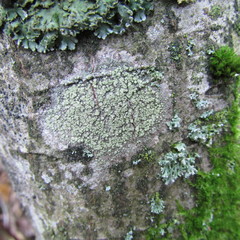 Buellia griseovirens