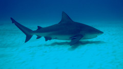 Carcharhinus leucas