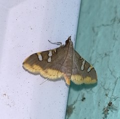 Prophantis adusta