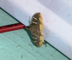 Prophantis adusta