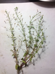 Lindernia dubia anagallidea