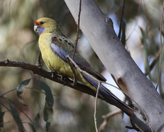 Platycercus elegans flaveolus