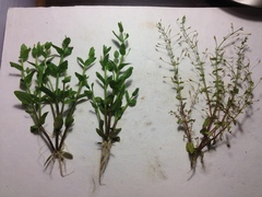 Lindernia dubia anagallidea