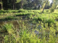 Lindernia dubia anagallidea