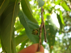 Huberantha cerasoides