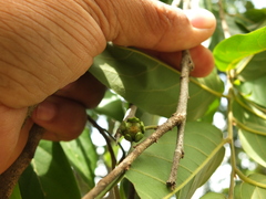 Huberantha cerasoides