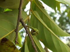 Huberantha cerasoides