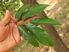 Huberantha cerasoides