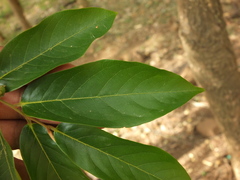 Huberantha cerasoides