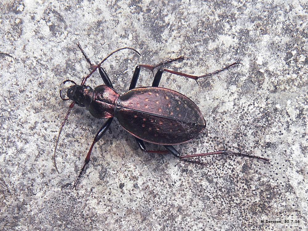 Platycarabus