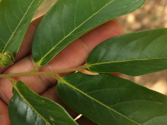 Huberantha cerasoides