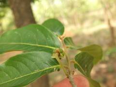 Huberantha cerasoides