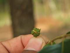Huberantha cerasoides