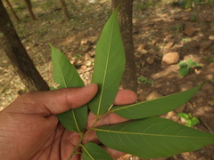 Huberantha cerasoides