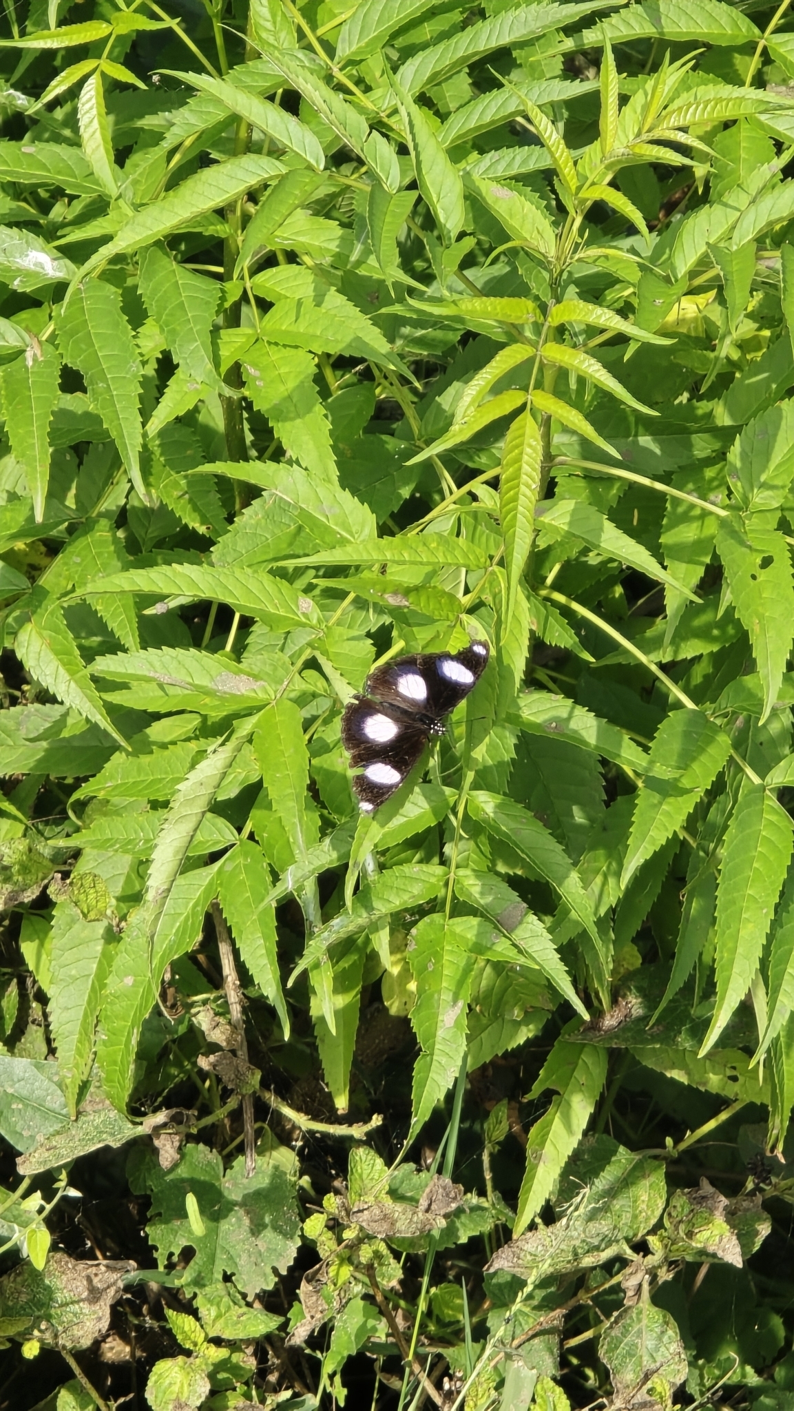 Danaid Eggfly