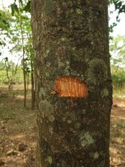 Huberantha cerasoides