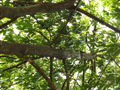 Huberantha cerasoides