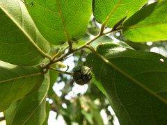 Huberantha cerasoides