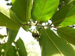 Huberantha cerasoides