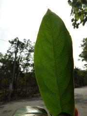 Huberantha cerasoides