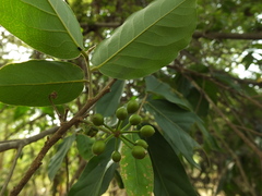 Huberantha cerasoides