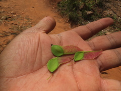 Pterolobium hexapetalum
