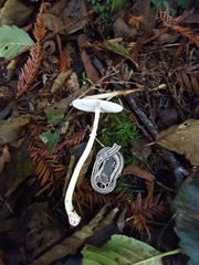 Lepiota sequoiarum