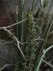 Sansevieria roxburghiana