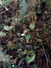 Lepiota sequoiarum