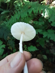 Lepiota sequoiarum