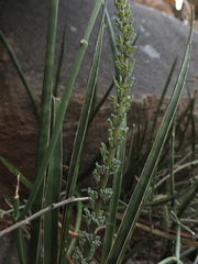 Sansevieria roxburghiana