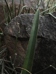 Sansevieria roxburghiana