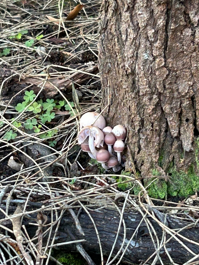 Mycena clarkeana · July 2025 · photo: © farmerfox_1 (iNaturalist, cc-by)