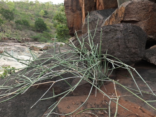 Image of Cynanchum Acidum (Cynanchum acidum) by (c) Siddarth Machado, some rights reserved (CC BY)
