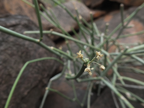 Image of Cynanchum Acidum (Cynanchum acidum) by (c) Siddarth Machado, some rights reserved (CC BY)