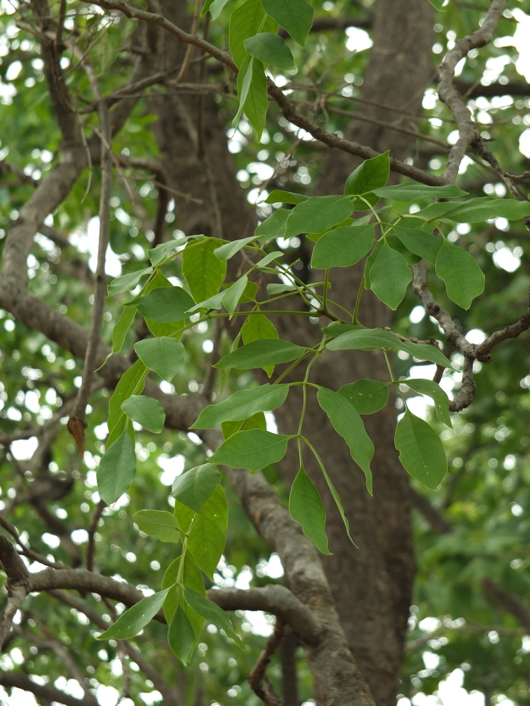 Schrebera swietenioides