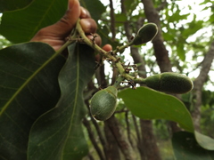 Semecarpus anacardium